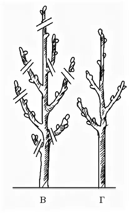 как обрезать колоновидную яблоню весной. схема обрезки колоновидных яблонь весной. обрезка колоновидных яблонь осенью. как обрезать колоновидную яблоню весной. как обрезать колоновидные яблони осенью схема.