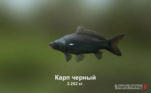 Карп григорьевич черный. Карп григорьевич черный. Карп григорьевич черный. Карп григорьевич черный книги. Черный карп.