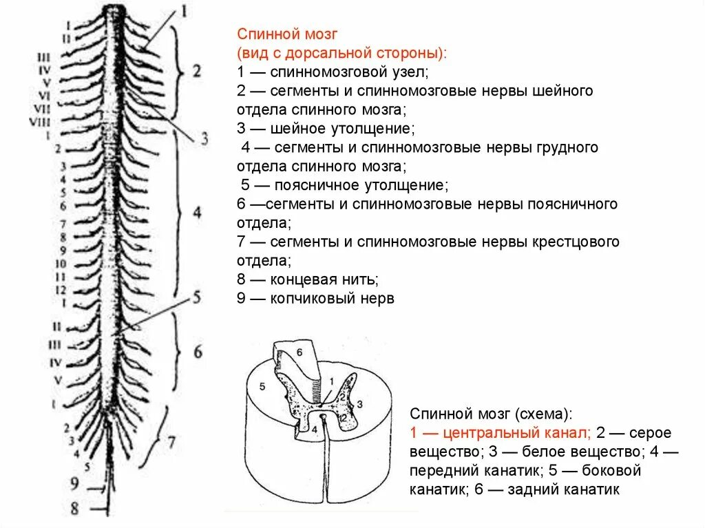 Спинной мозг обозначения. Схема внутреннего строения спинного мозга анатомия. Наружное строение спинного мозга схема. Строение спинного мозга вид сбоку. Спинной мозг схематическое строение.