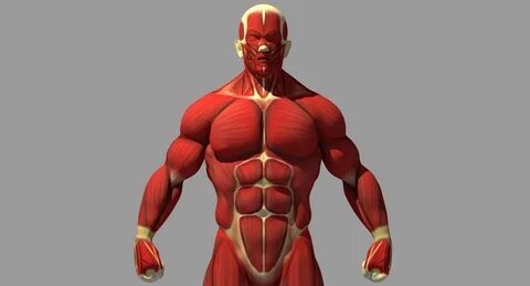 3D model Muscle Anatomy Reference CGTrader.