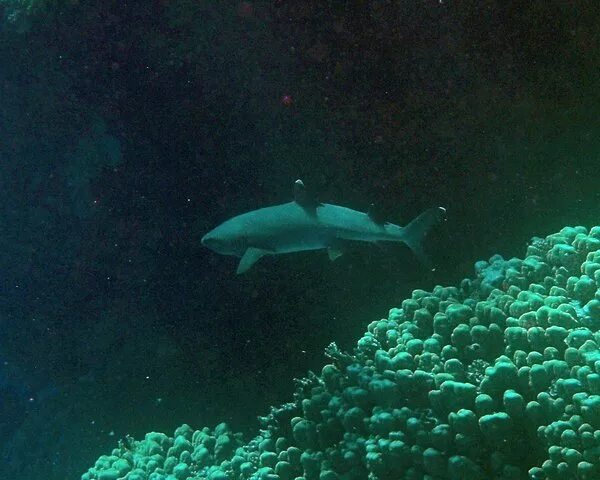 Есть ли в шарме акулы. Бывали ли акулы в Шарме ль Шейх. Маленькие акулы Шарм Эль Шейх. Акулы в Красном море в Шарм Эль Шейхе есть.
