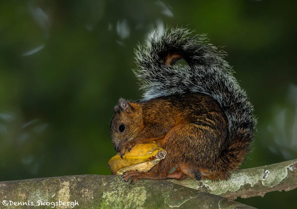 Пестрая белка. Sciurus VARIEGATOIDES. Пёстрая белка. Пятнистая белка. Белка Стейнджера.