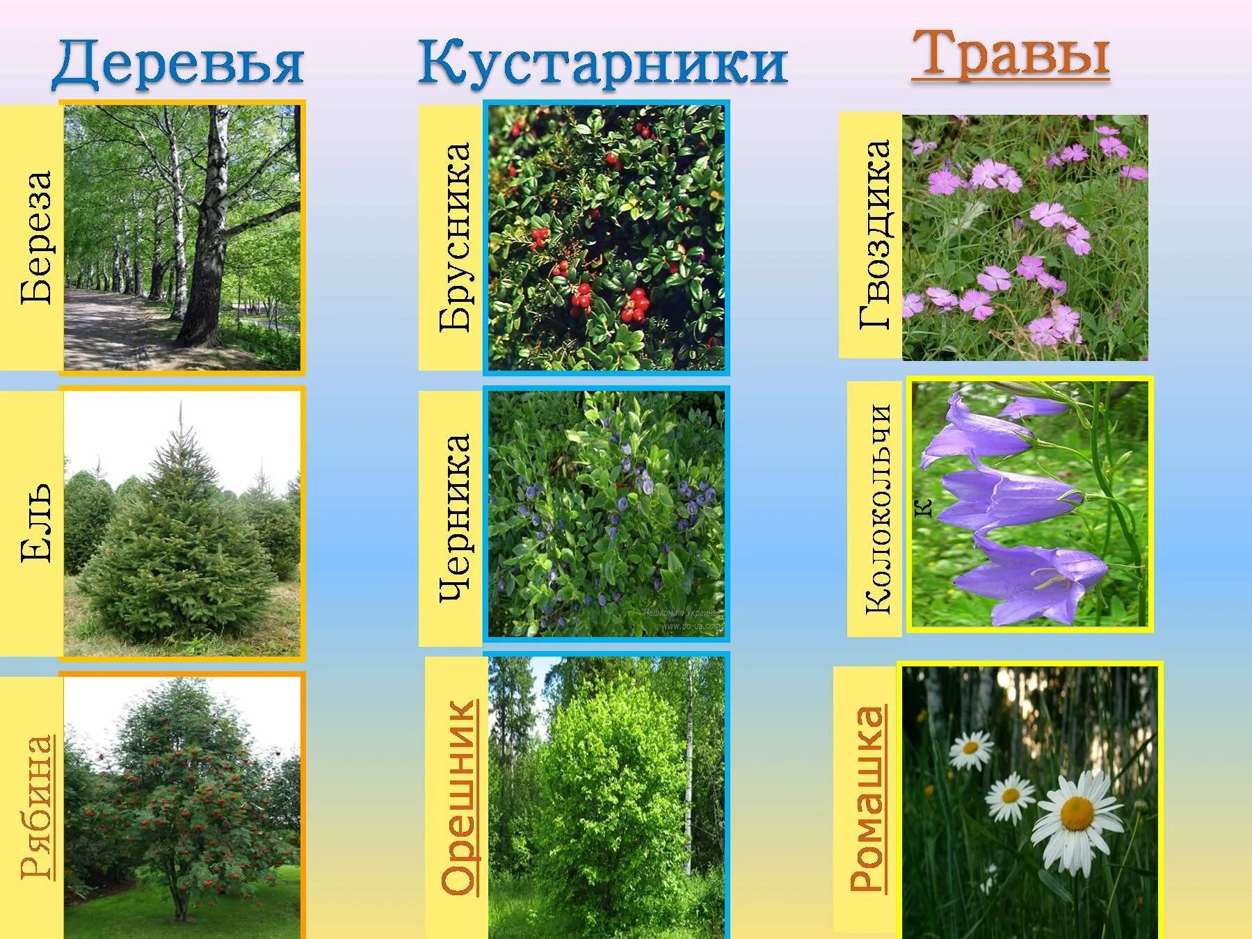 Кустарниковые растения примеры