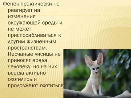 Анатомические особенности для терморегулирования организма фенек