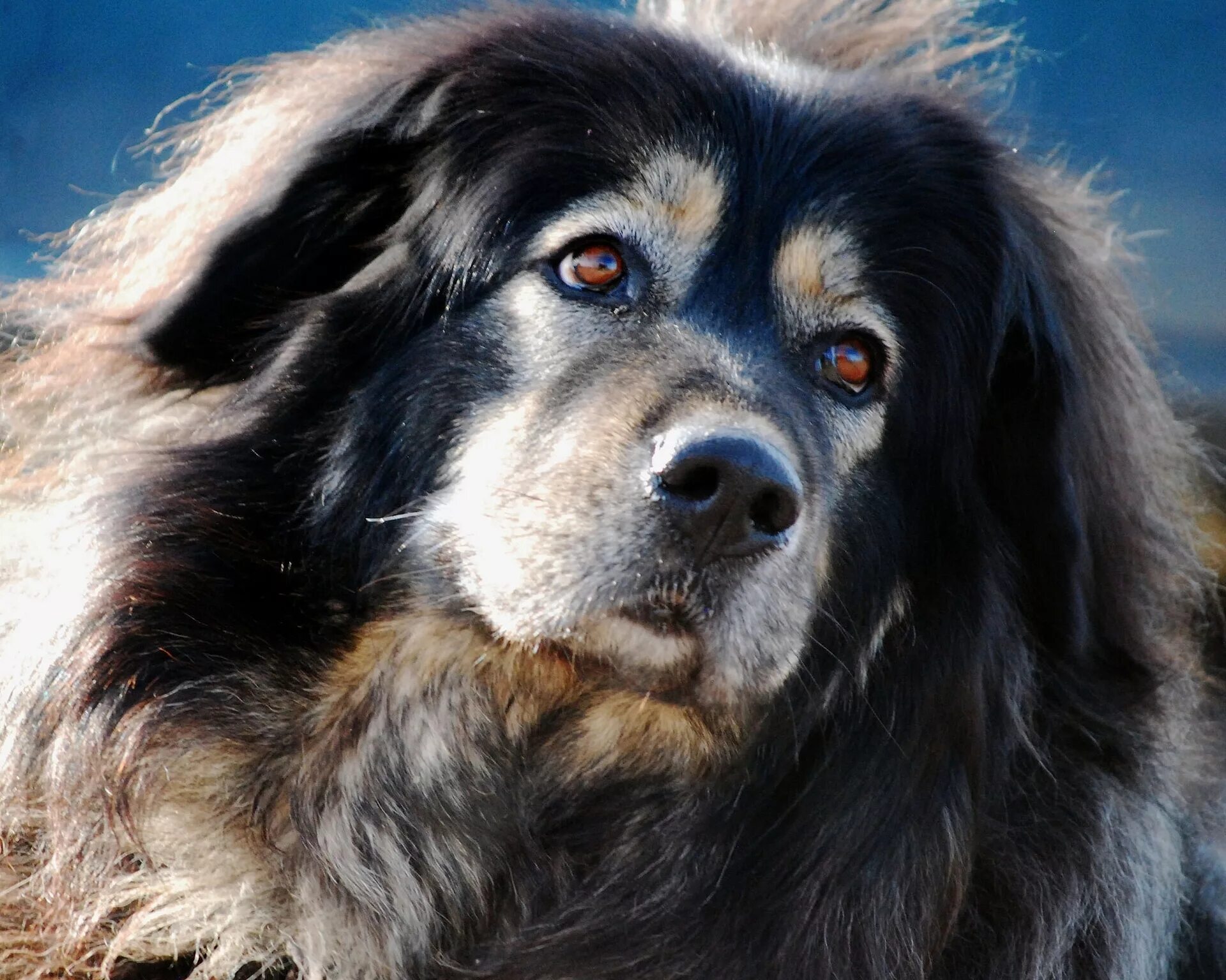 Нужны большие собаки. Тибетский мастиф. Собака тибетский мастиф. Афганский мастиф. Собаки породы тибетский мастиф.
