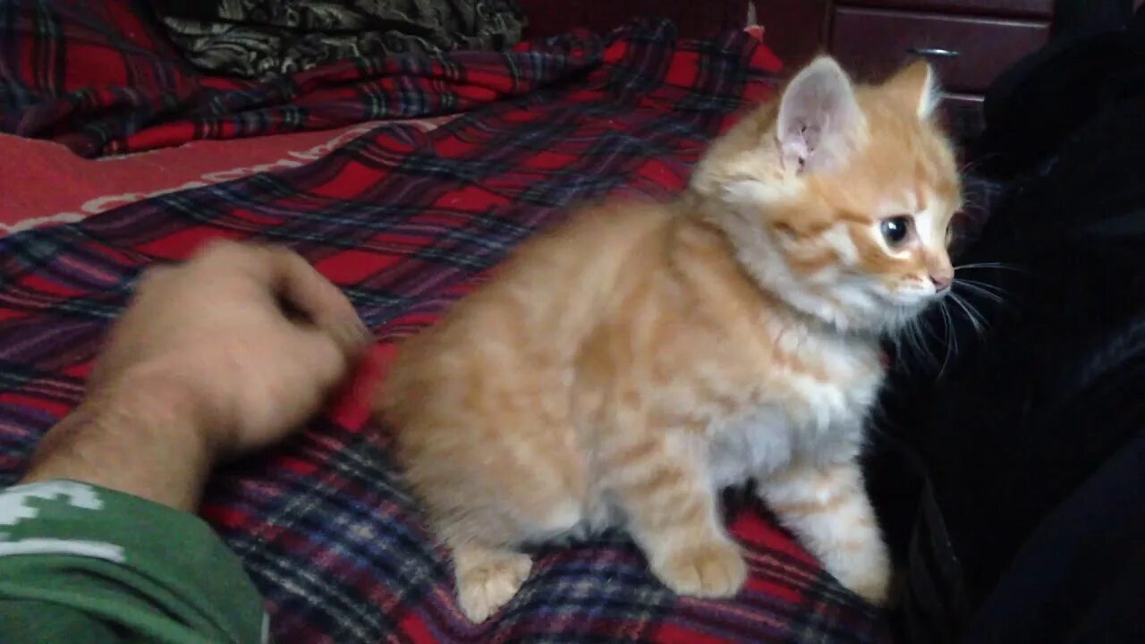 Кот симба видео. Симба котик симба. симба кот тиктокер. симбочка пипочка. котик симочка.