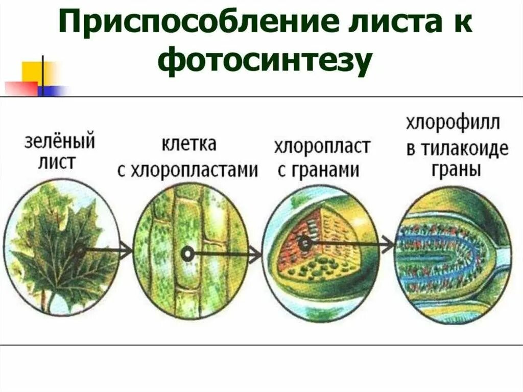 Орган клетки в котором происходит фотосинтез. Приспособление растений к фотосинтезу. Фотосинтез листа. Приспособления листа к фотосинтезу. Фотосинтез в листьях осуществляется главным образом в клетках.