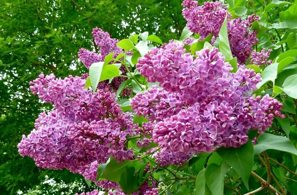 Персидская махровая сирень. Сирень Белисент. Сирень Персидская (Syringa persica). Сирени 6 букв