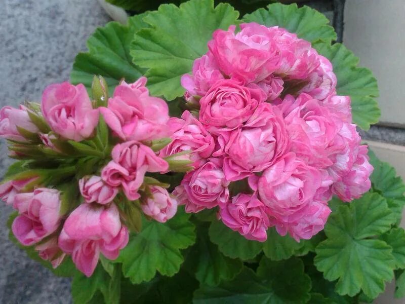 Пеларгония Swanland Pink. Пеларгония Australien Pink Rosebud. Пеларгония Swanland Pink Australien Pink Rosebud. Australian Pink Rosebud пеларгония.