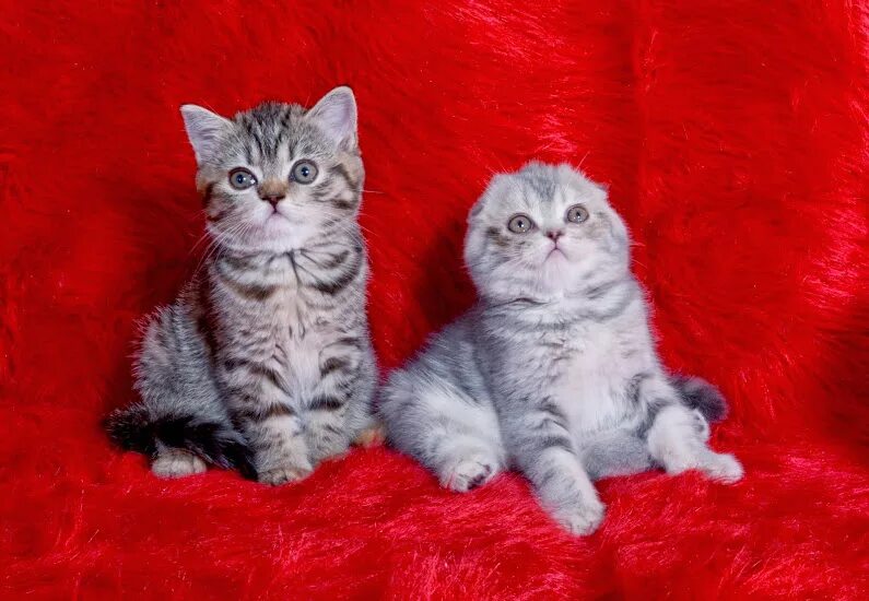 шотландские вислоухие котята. шотландские котята липецк. маленькие породы кошек вислоухие. шотландские котята липецк. скоттиш фолд серый.