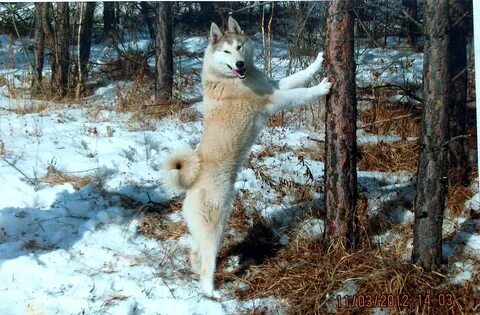 Thoroughbred hunting dogs "west siberian laika" dog. 