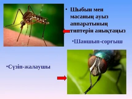 Әдемі қыз әжетханадағы видеода мастурбация жасайды