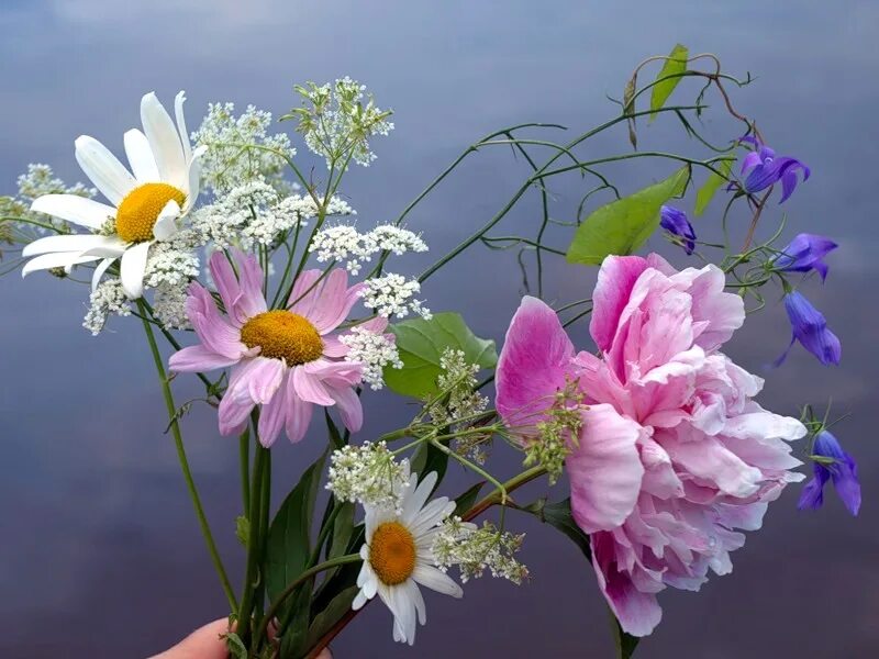 утро полевые цветы. природа луганской области. полевые цветы васильки и ромашки. летний букет. день лето цветы.