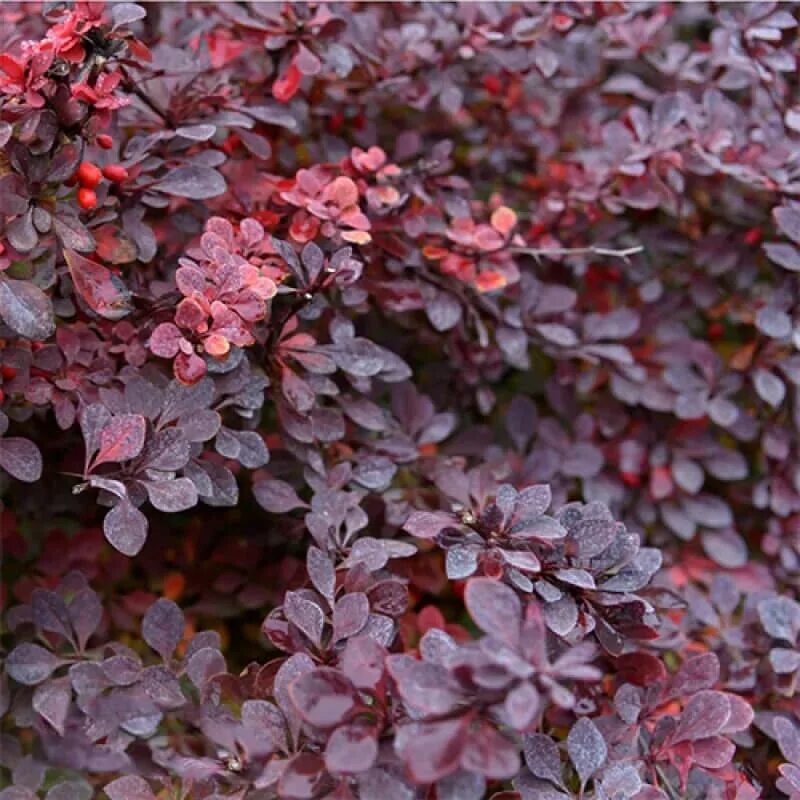 Декоративно лиственные кустарники. Барбарис Тунберга (Berberis thunbergii). Барбарис Тунберга Кармен. Барбарис Тунберга (Berberis thunbergii) «Carmen». Барбарис Тунберга "Carmen" (Кармен).