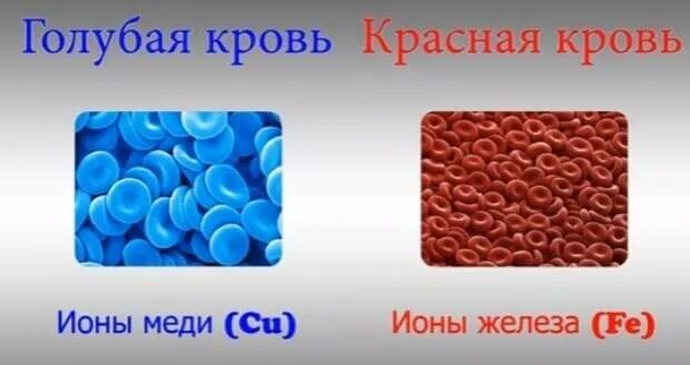 Откуда выражение голубых кровей