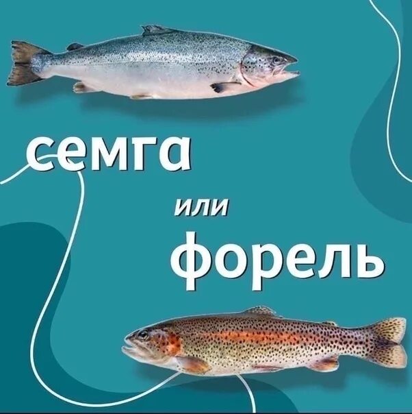 Лосось или семга в чем разница. Семга и форель. Сёмга и форель отличия. Форель семга лосось в чем отличия. Форель и семга отличие по вкусу.