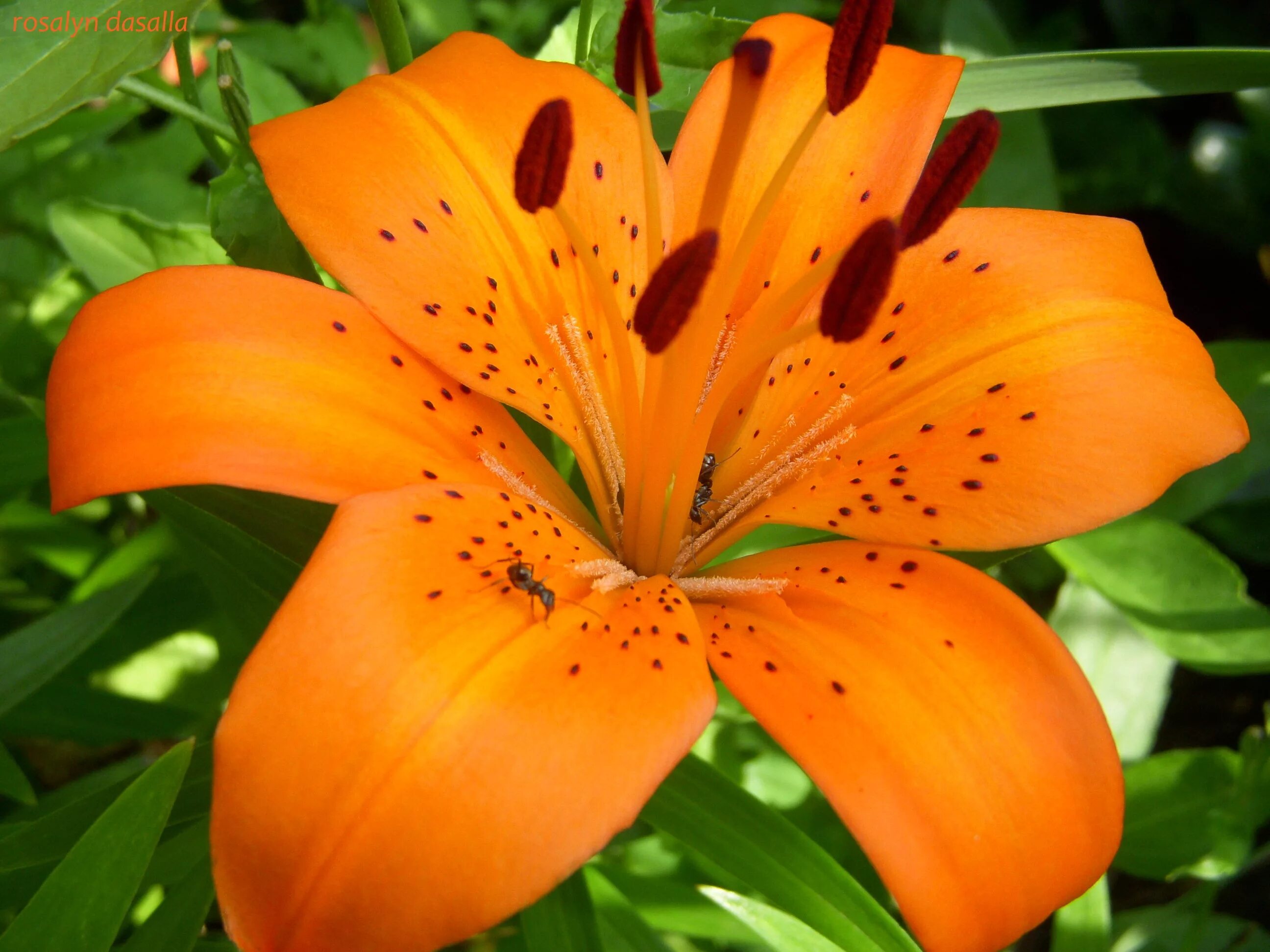 Lily picture