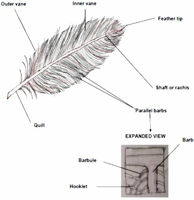 Виды перьев. Перья птиц. Feathers транскрипция. Перо перевод на английский. Types of horizontal tail feathers.