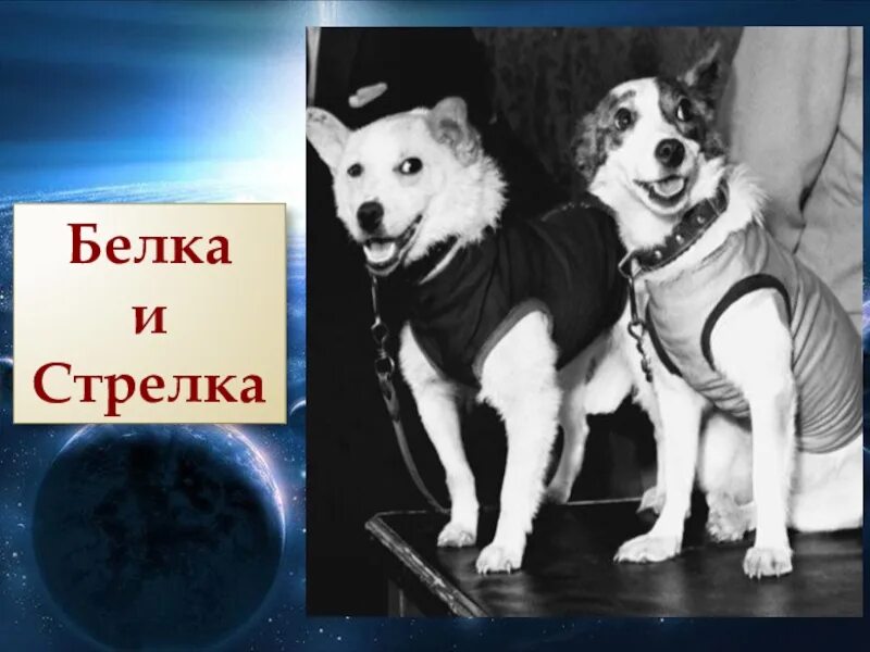 Как звали первую собаку побывавшую в космосе. Собаки цыган и дезик в космосе. Белка и стрелка дезик и цыган. Первые собаки дезик и цыган. Дворняги дезик и цыган.