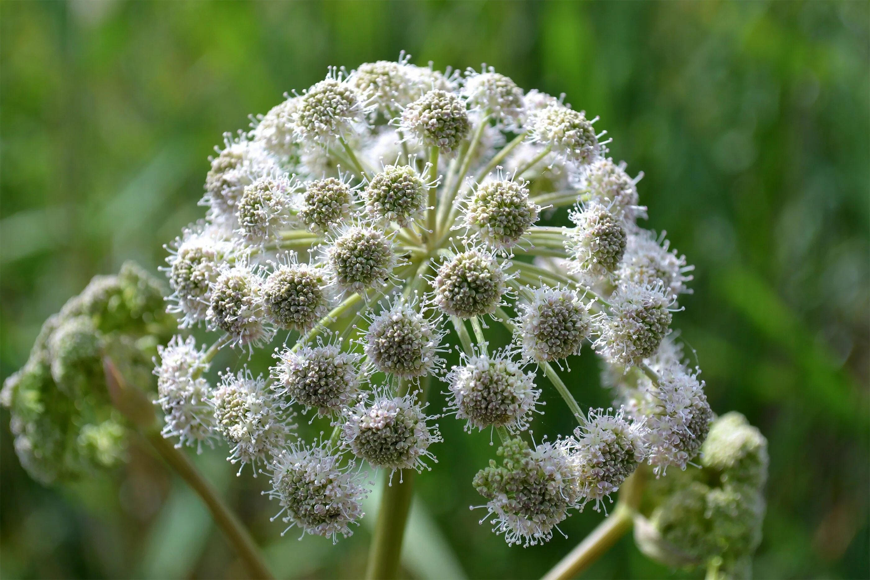 Борщевик полевой. Борщевик зонтичные. Heracleum борщевик. Ядовитое полевое растение. Зонтичные растения пастернак.