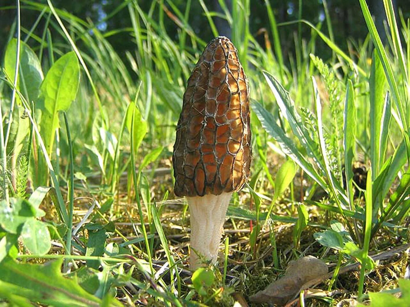 Сморчки википедия. Сморчки грибы. Сморчок (Morchella). Сморчок высокий конический. Сморчок высокий Morchella elata.