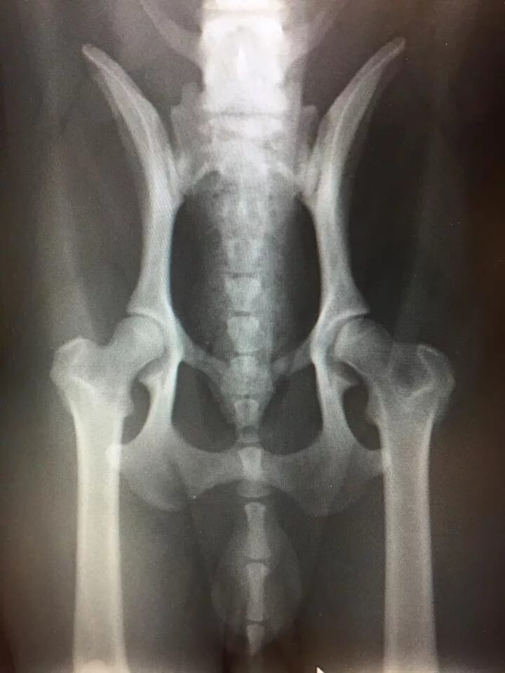 Дисплазия суставов у собак лечение. Дисплазия ТБС У собак рентген. Снимок дисплазии тазобедренных суставов у собак. Дисплазия тазобедренного сустава у собак рентген.