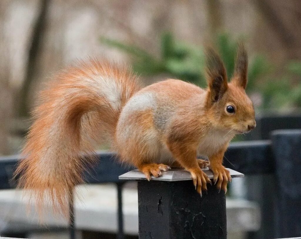 Белка обыкновенная – Sciurus vulgaris. Обыкновенная белка с бельчатами. Бельчата обыкновенной белки. Среднерусская белка, (Векша).