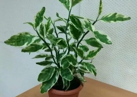 Комнатный цветок педилантус