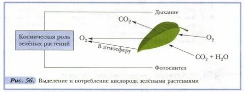 В каком процессе происходит образование кислорода