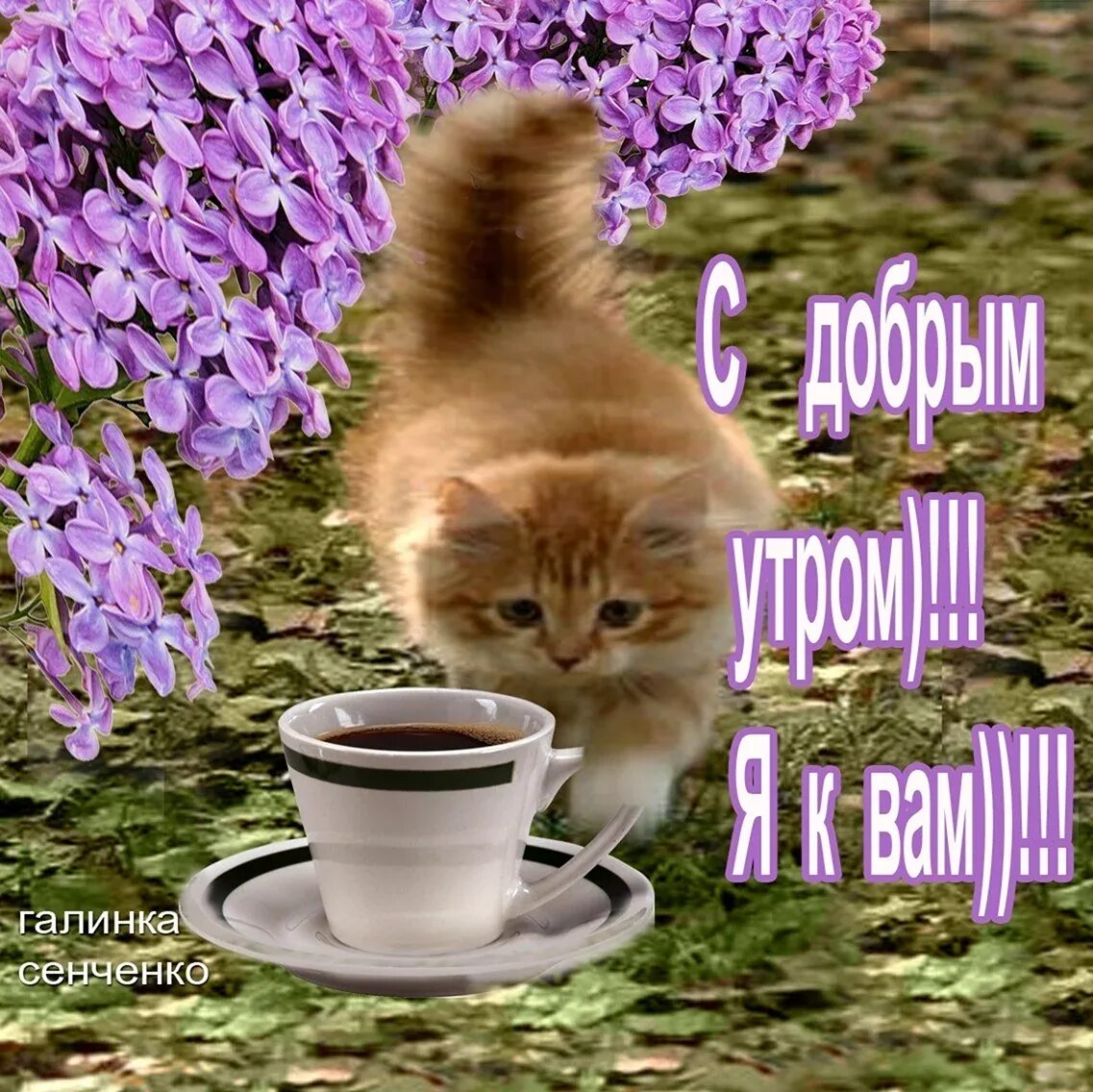 Доброе утро с пожеланиями картинки животных. Поздравление с добрым утром с котятами. открытки с добрым утром с котятами. пожелания с добрым утром с кошками. пожелание доброго утра с котятами.