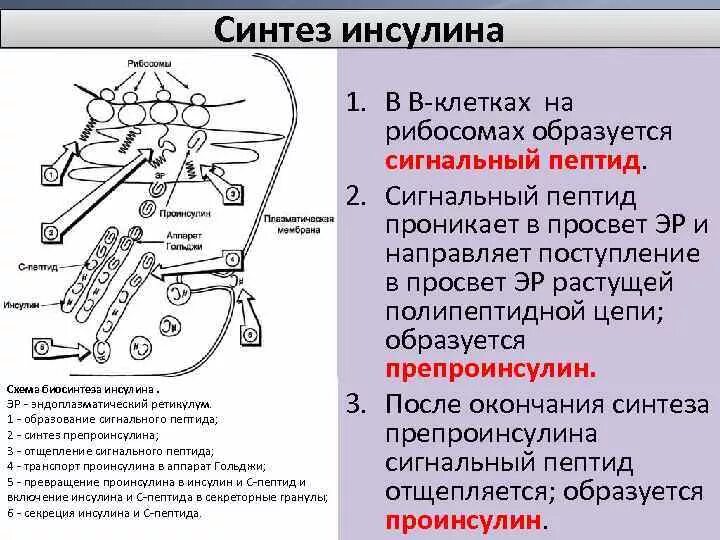 Схема синтеза гормона инсулина. Инсулин строение Синтез секреция. Секреция инсулина биохимия схема. Этапы синтеза и секреции инсулина. Участвует в синтезе инсулина