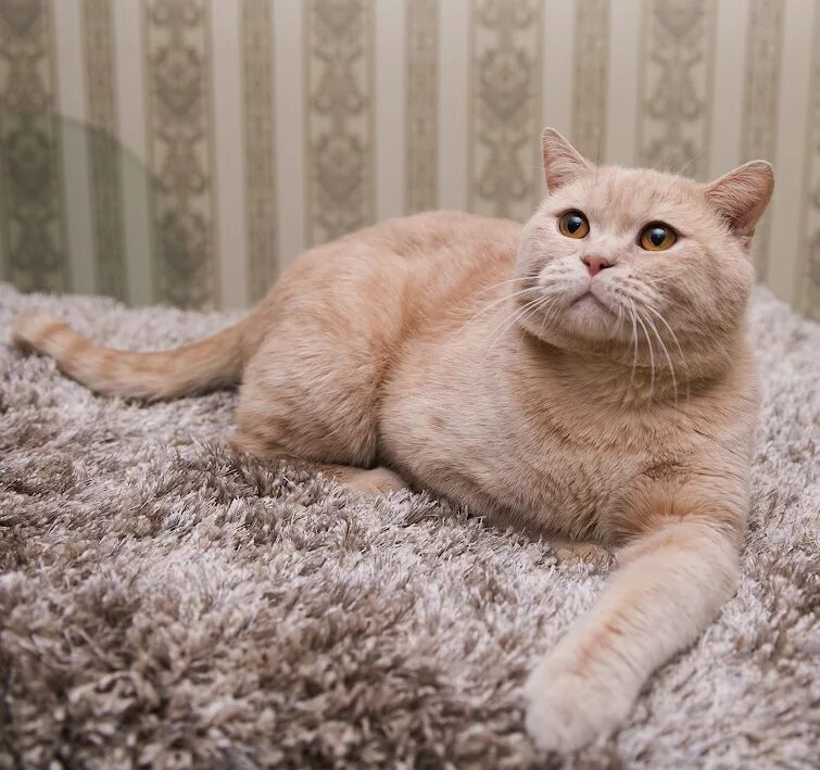 британец кремовый табби. британская персиковая кошка. персиковый британец кот. персиковый британец котенок. скоттиш страйт кремовый.