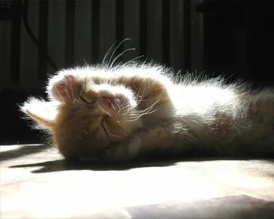 Котенок солнышко