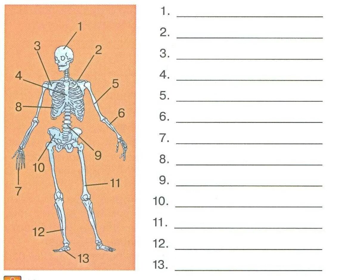 Опорно-двигательная система человека задания. Строение скелета задание. Подписать части скелета. Задания по частям скелета.