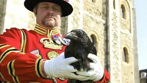 Tower ravens