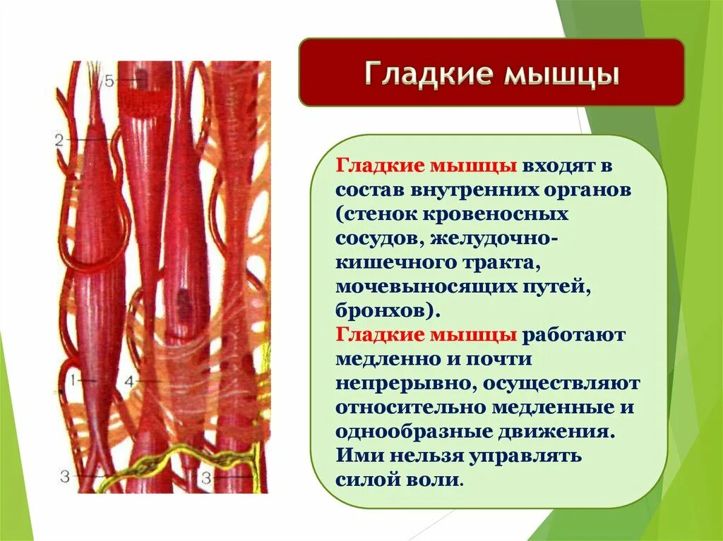 Функции гладкой мышечной ткани человека 8 класс биология. Строение мышечной гладкой ткани биология 8 класс. Гладкие мышцы. Гладкая мускулатура человека.