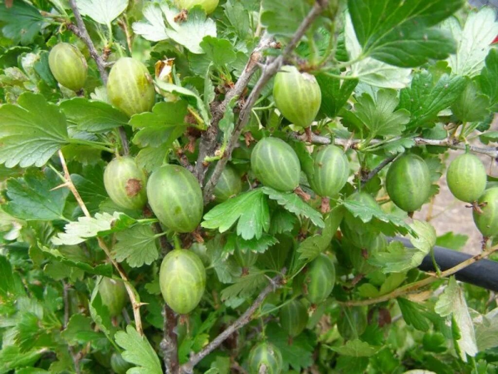 Какой купить крыжовник. Сорт крыжовника Донецкий крупноплодный. Крыжовник бесшипный Командор. Крыжовник сорт Командор. Крыжовник Командор Окс.