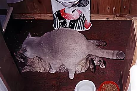 Течка британских. Кот оплодотворяет кошку. эструс у британцев. окот кошек британцев. течка у британской кошки.