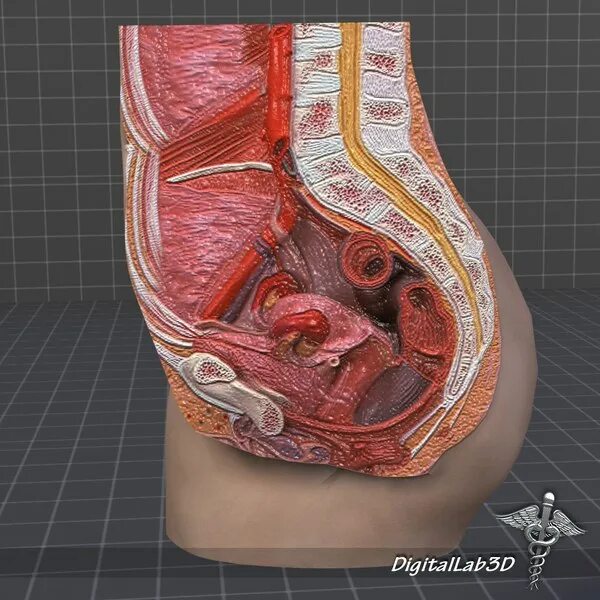 Как выглядит пенис внутри женщины Pelvic anatomy of a normal female, cutaway cross section. Иллюстрация Stock Adob