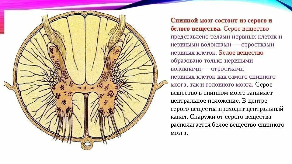 Нервные отростки головного мозга. Белое вещество спинного мозга анатомия человека. Серое вещество мозга состоит. Спинной мозг состоит из белого и серого вещества. Чем образовано серое и белое вещество спинного мозга.