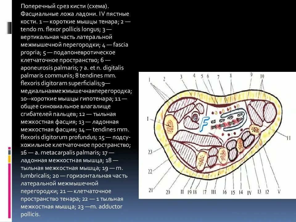 Костная ложа. Латеральное фасциальное ложе кисти. топографическая анатомия кисти фасциальные ложа. внутреннее фасциальное ложе кисти. фасциальные межмышечные перегородки ладони.
