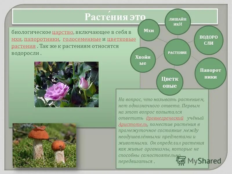 Водоросли относят к царству растений так как. Водоросли относят к царству растений так как