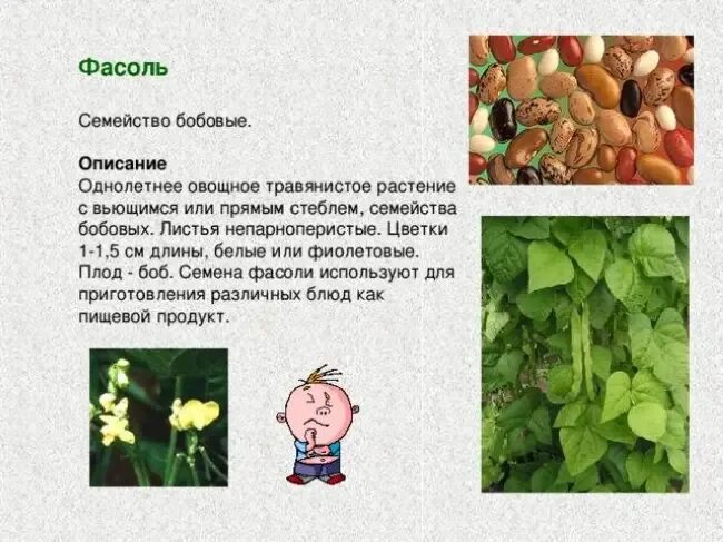 К какому классу относится фасоль обыкновенная. Фасоль описание. Бобовые культурные растения. Культурные растения семейства бобовых. K description