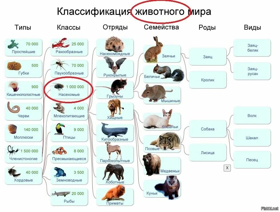 Что такое живые данные. Систематика животных классификация царства. Типы животных классификация 5 класс биология. Классификация царства животных 5 класс биология. Классификация животных 5 класс биология.