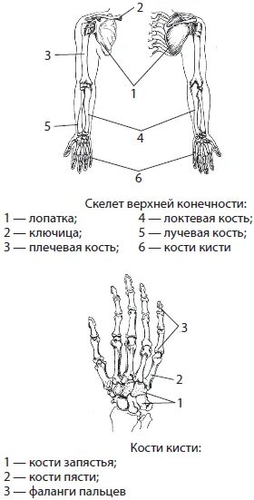 Пояса конечностей ящерицы. Скелет свободной верхней конечности у лягушки. Пояса конечностей рептилий. Анатомия опорно двигательной системы. Пояса конечностей и свободные конечности у крокодила.