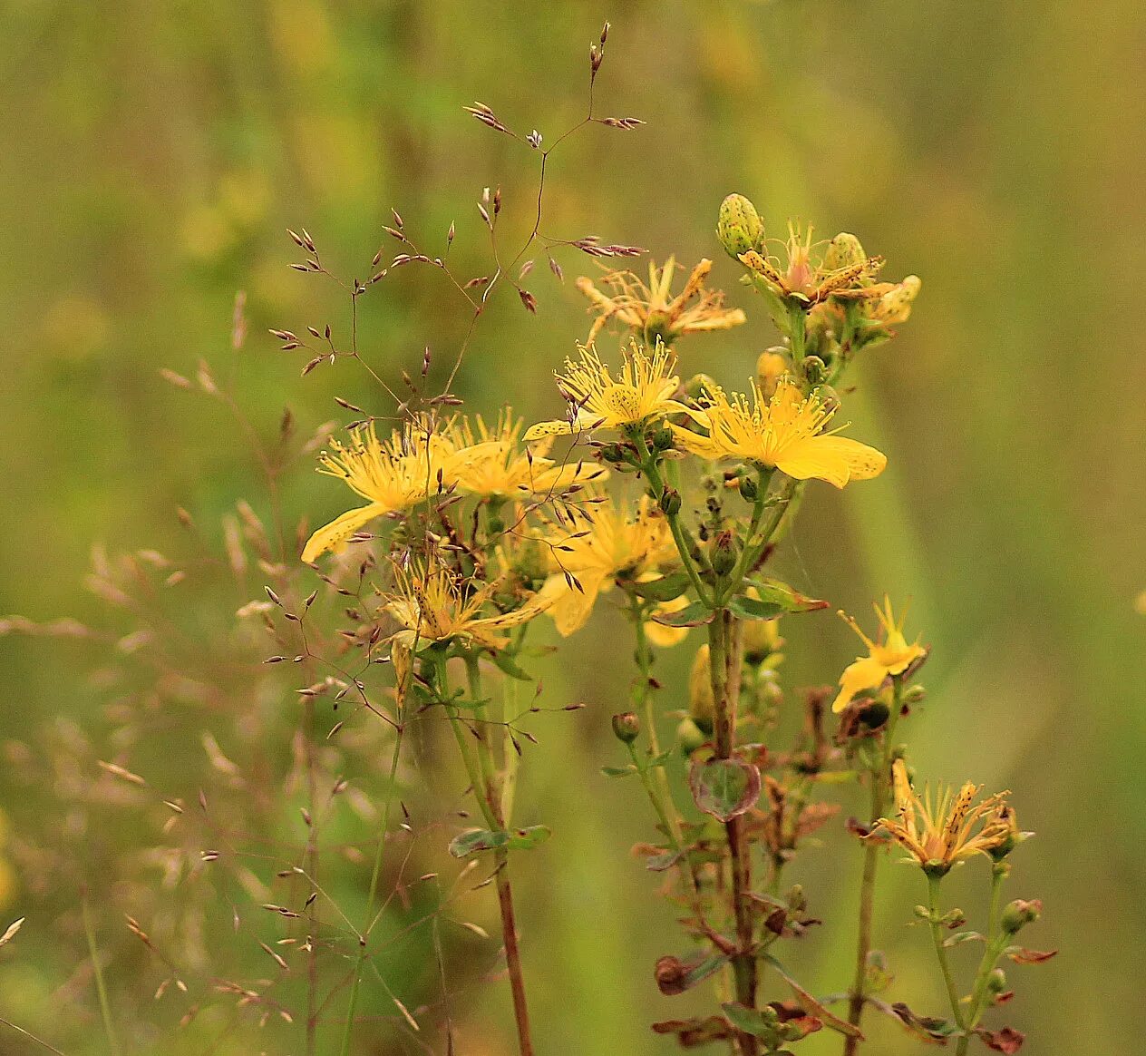 Соцветие зверобоя продырявленного. Зверобой горный(Hypericum montanum l.). Луговое разнотравье зверобой. Трава зверобоя продырявленного. Зверобой второй