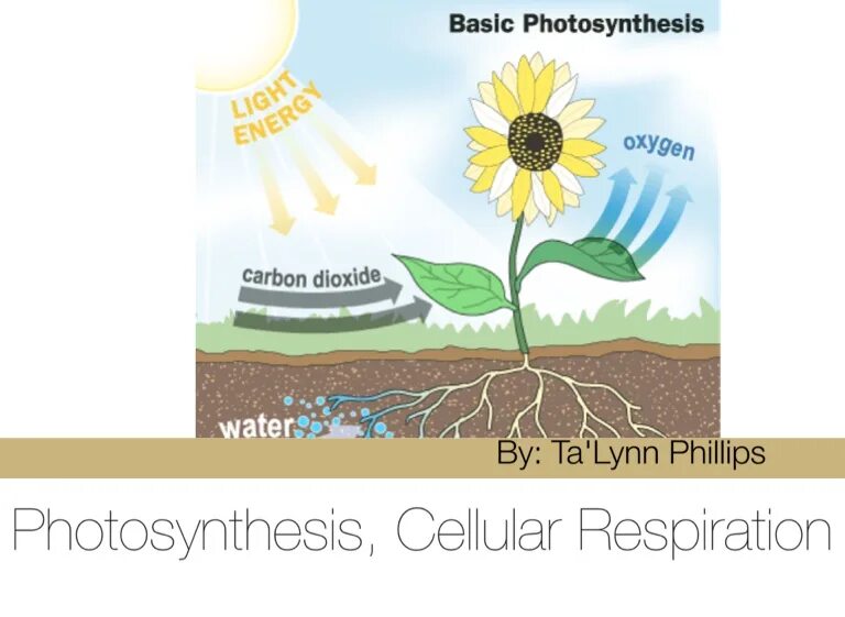 Алоэ фотосинтез. Фотосинтез подсолнуха. Фотосинтез игра. Фотосинтез Мем. Types of Photosynthesis.
