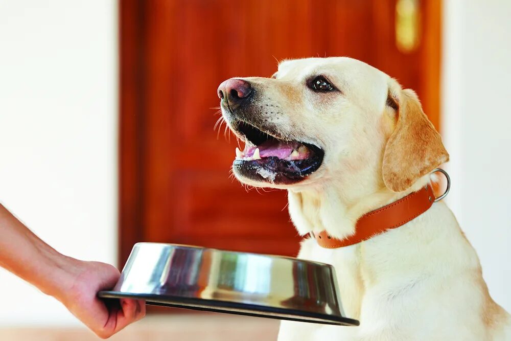 Лабрадор ест яблоко. Ретривер и еда. Щенок лабрадора. Здоровая собака. Ест лаб.