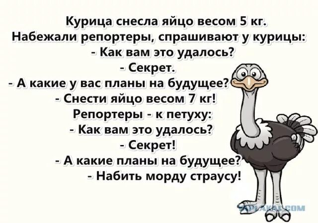 Предложение со словом смешно. Анекдот про страуса. Анекдот про курицу. Анекдоты про кур. Шутки про курей.