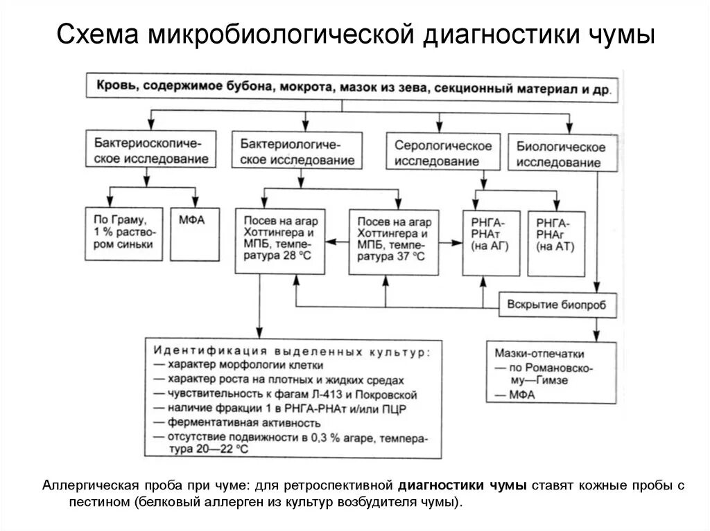 Чума анализы